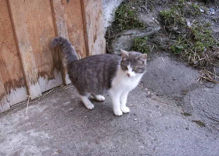 Ferienhof Wölflbauer